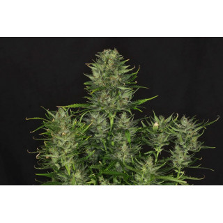 Dosidos Auto - Autofloraison - Kannabia Seed Company - Graines de Collection