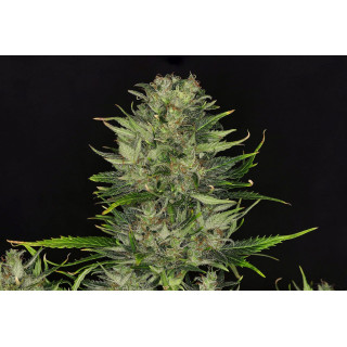 Dosidos Auto - Autofloraison - Kannabia Seed Company - Graines de Collection