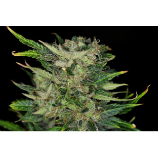 Dosidos Auto - Autofloraison - Kannabia Seed Company - Graines de Collection