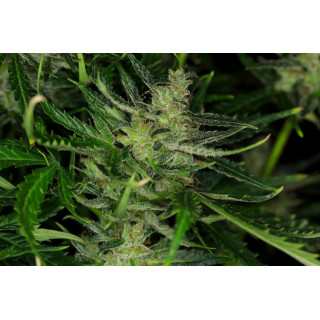 Dosidos Auto - Autofloraison - Kannabia Seed Company - Graines de Collection