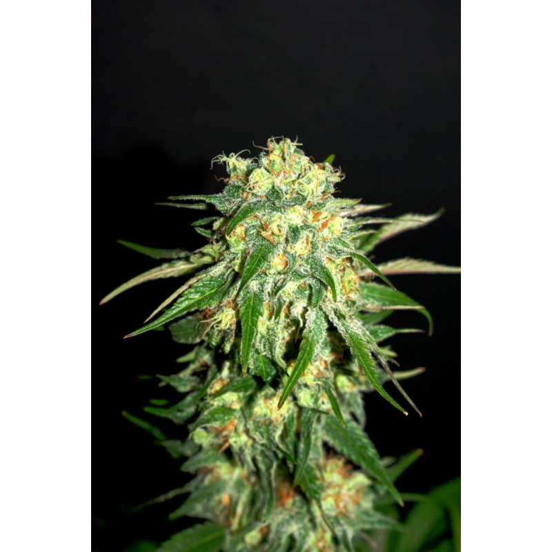 Amnesi-K Lemon - Féminisée - Kannabia Seed Company | ROOTS-SEEDS.FR