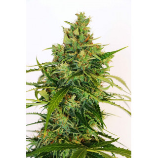 Amnesi-K Lemon - Féminisée - Kannabia Seed Company | ROOTS-SEEDS.FR