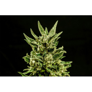 Kritic - Autofloraison - Kannabia Seed Company | ROOTS-SEEDS.FR