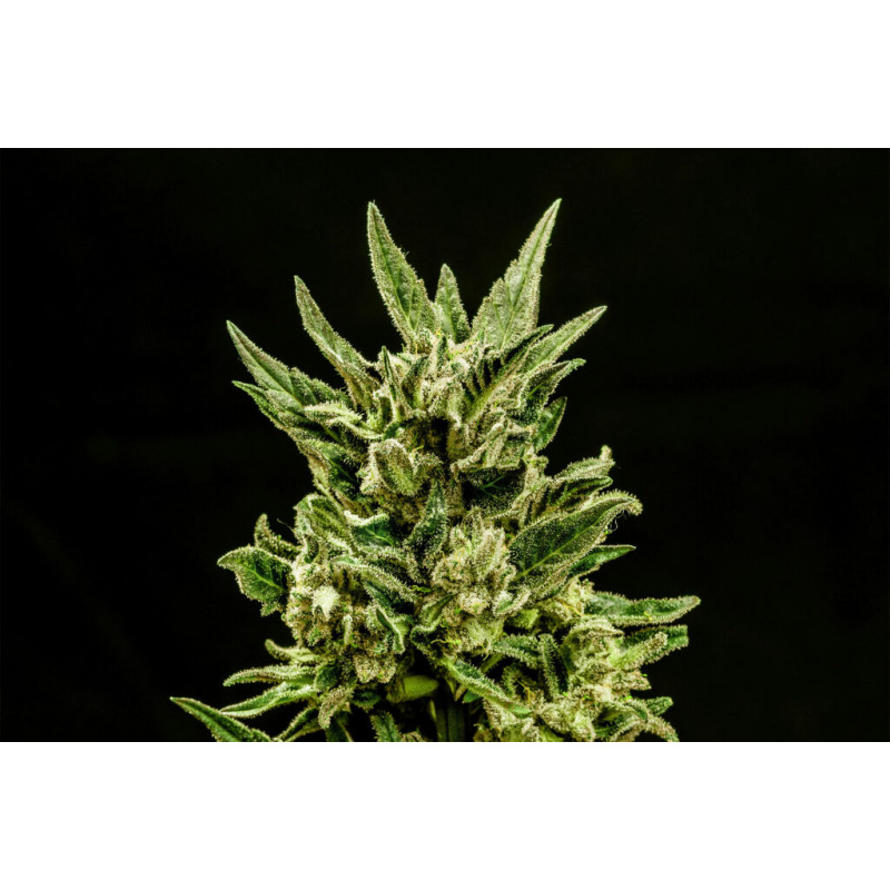 Kritic - Autofloraison - Kannabia Seed Company | ROOTS-SEEDS.FR