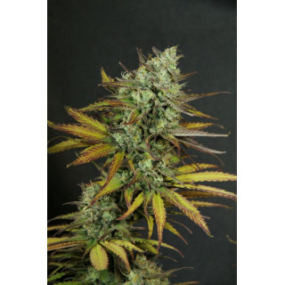 Kritic Auto - Kannabia Seed Company - Graines de Collection