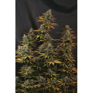 Kritic - Autofloraison - Kannabia Seed Company | ROOTS-SEEDS.FR