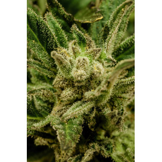 Kritic - Autofloraison - Kannabia Seed Company | ROOTS-SEEDS.FR