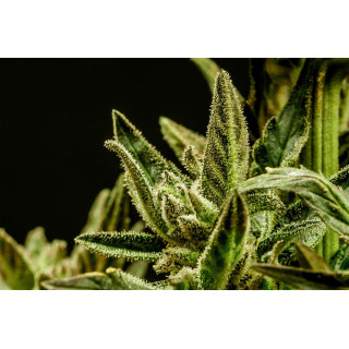 Kritic - Autofloraison - Kannabia Seed Company | ROOTS-SEEDS.FR