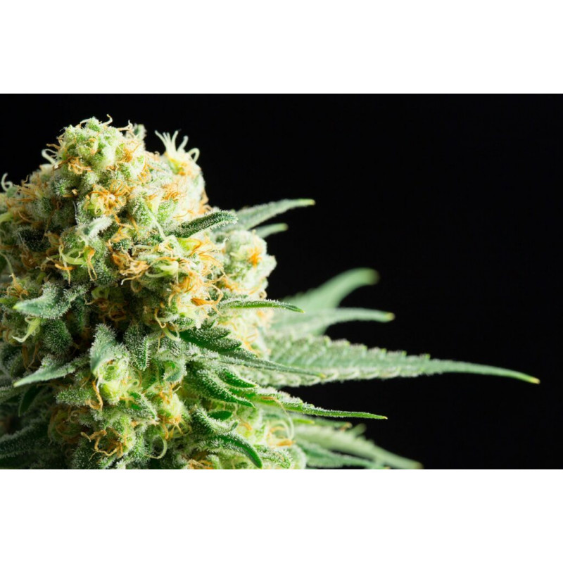 Kritikal-K - Féminisée - Kannabia Seed Company | ROOTS-SEEDS.FR