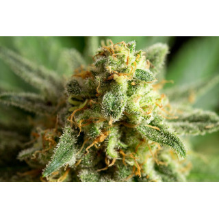 Kritikal-K - Féminisée - Kannabia Seed Company | ROOTS-SEEDS.FR