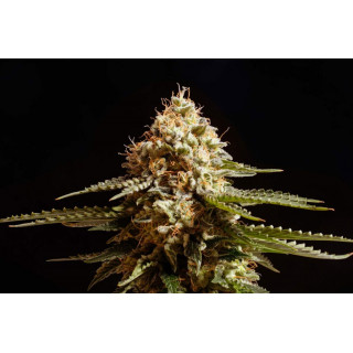 La Blanca - Féminisée - Kannabia Seed Company - Roots-seeds.fr