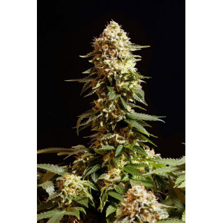 La Blanca - Féminisée - Kannabia Seed Company - Roots-seeds.fr