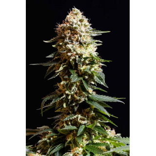 La Blanca - Féminisée - Kannabia Seed Company - Roots-seeds.fr