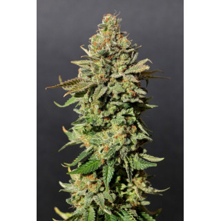 Russian Doll - Féminisée - Kannabia Seed Company | ROOTS-SEEDS.FR