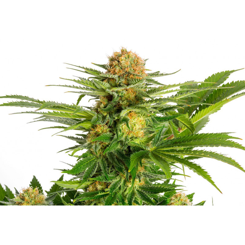 White Domina - Féminisée - Kannabia seed Company | ROOTS-SEEDS.FR