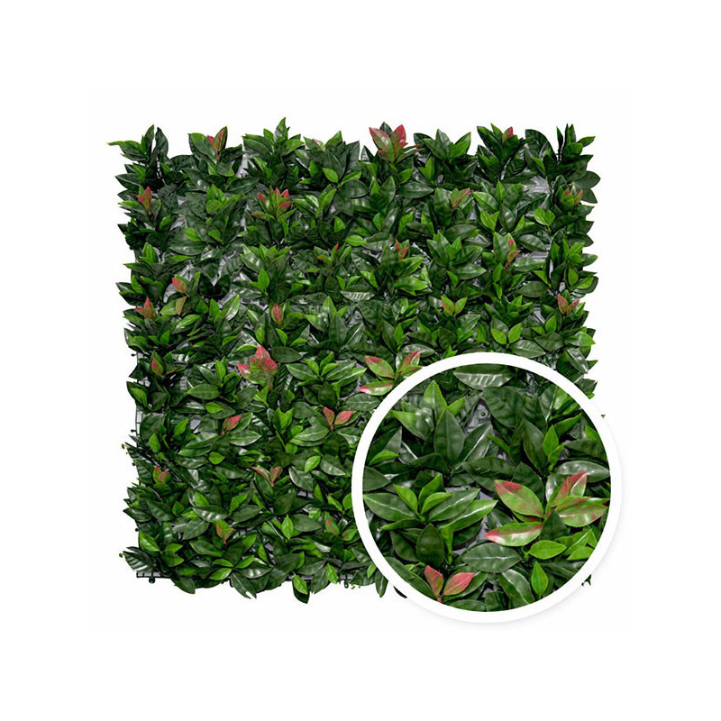 Photinia