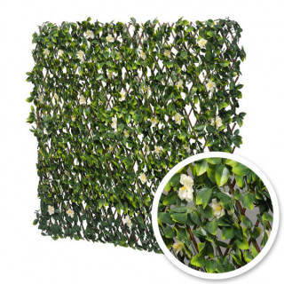 Jasmin Fleuri - Treillis Extensibles En Bois De Saule