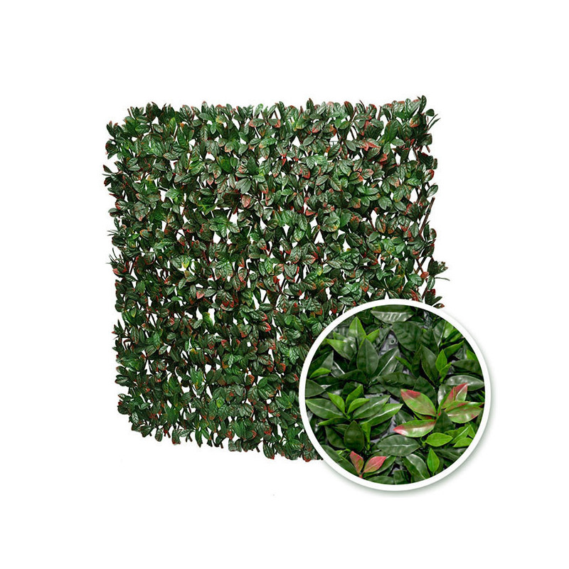 Photinia