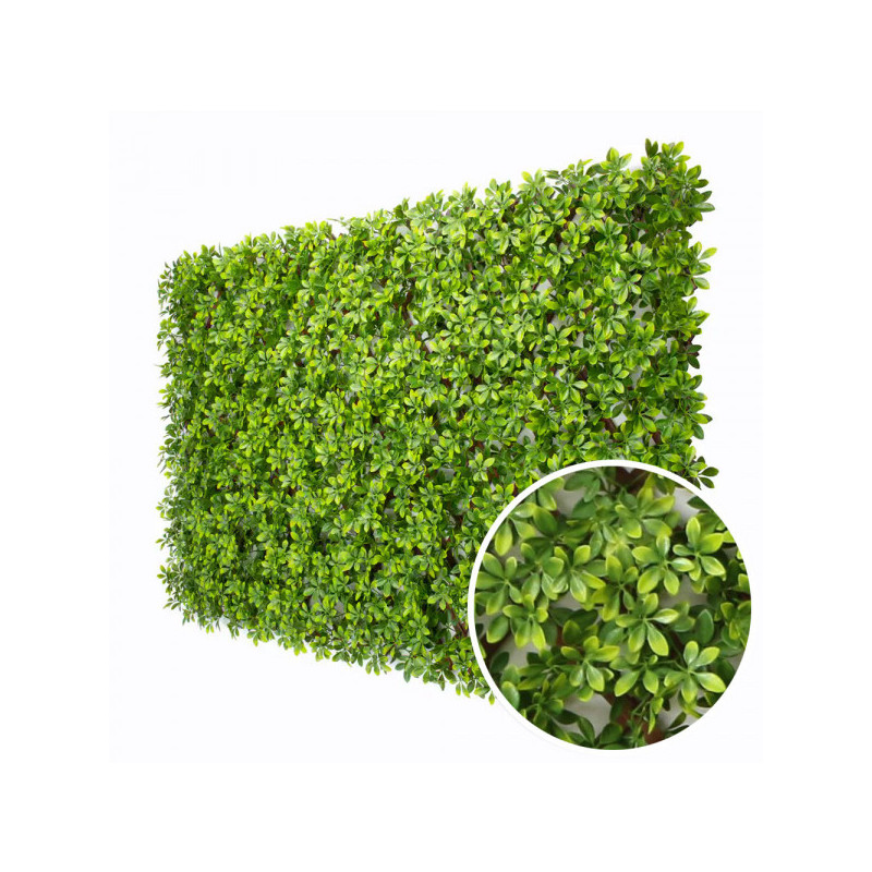 Ficus