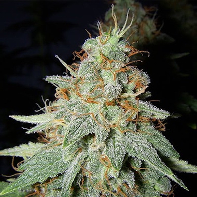 Big buddha cheese Originale Big buddha cheese Originale