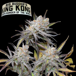 King kong féminisée big buddha seeds