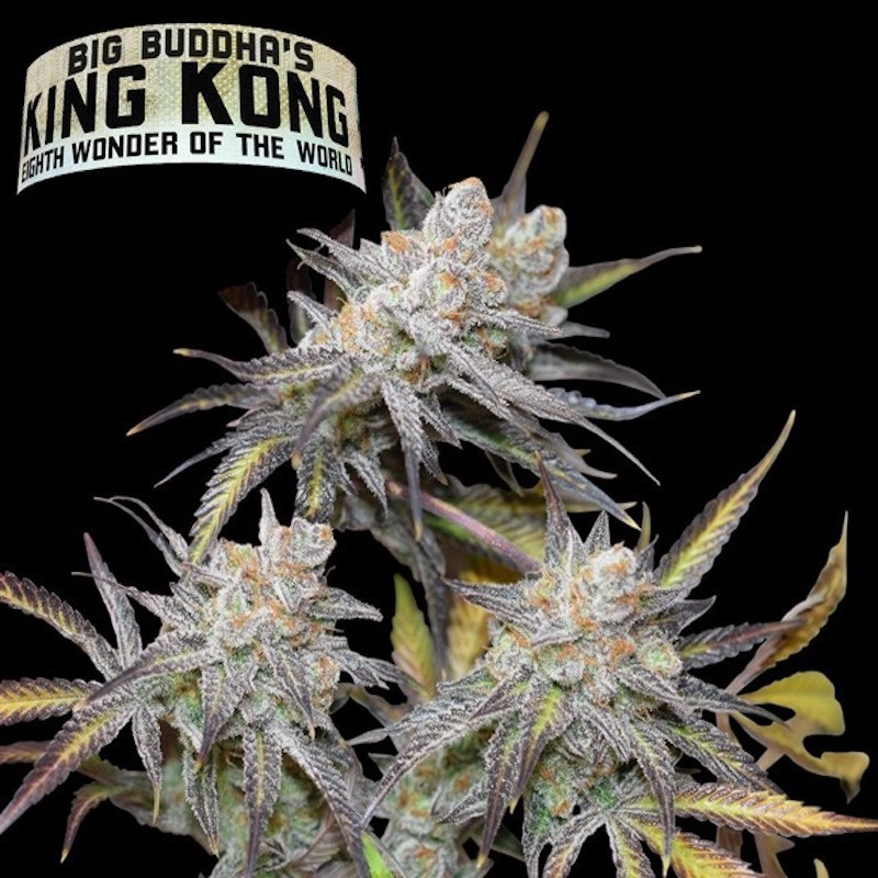 King kong féminisée big buddha seeds King kong féminisée big buddha seeds