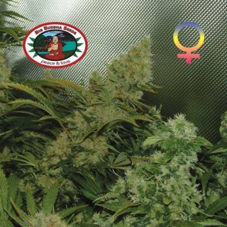 Bubble cheese féminisée - big buddha seeds