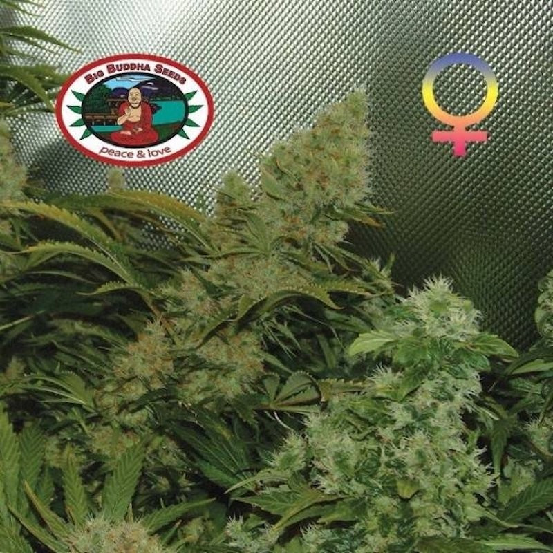 Bubble cheese féminisée - big buddha seeds Bubble cheese féminisée - big buddha seeds