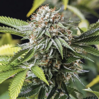 Mango Sapphire - Féminisée - Humboldt Seed Mango Sapphire - Féminisée - Humboldt Seed