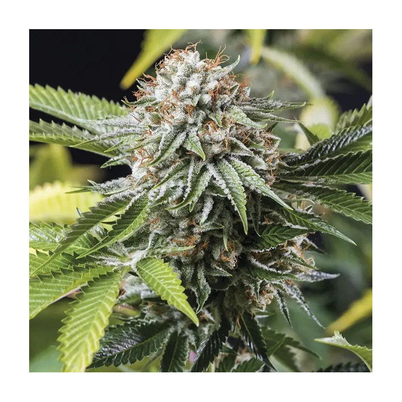 Mango Sapphire - Féminisée - Humboldt Seed Mango Sapphire - Féminisée - Humboldt Seed