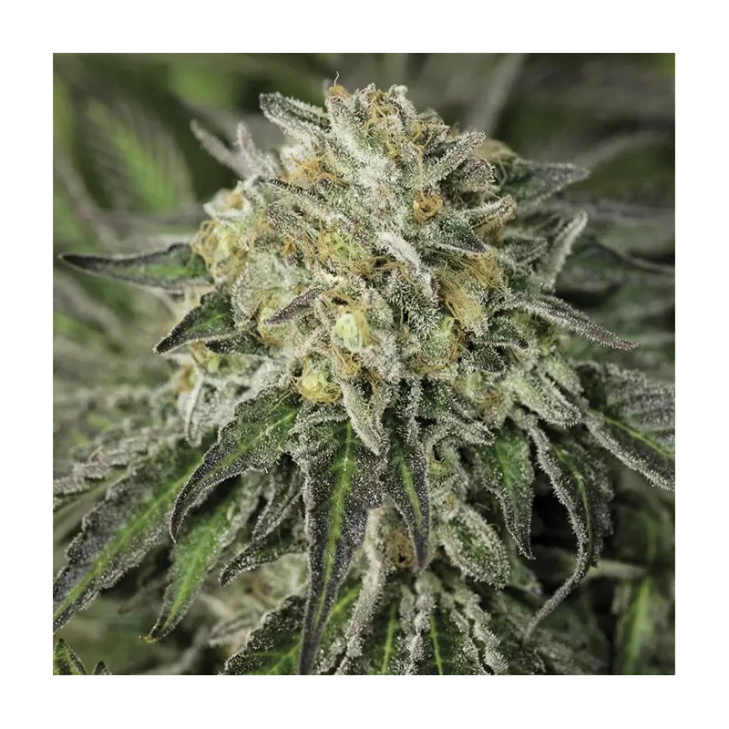 Amherst Sour Diesel