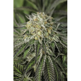 Amherst Sour Diesel - Féminisée - Humboldt Seed
