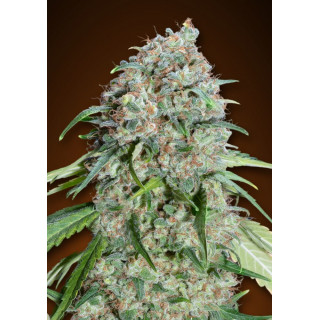 CBD Chocolate Skunk - 00 Seeds - Graines de cannabis de collection