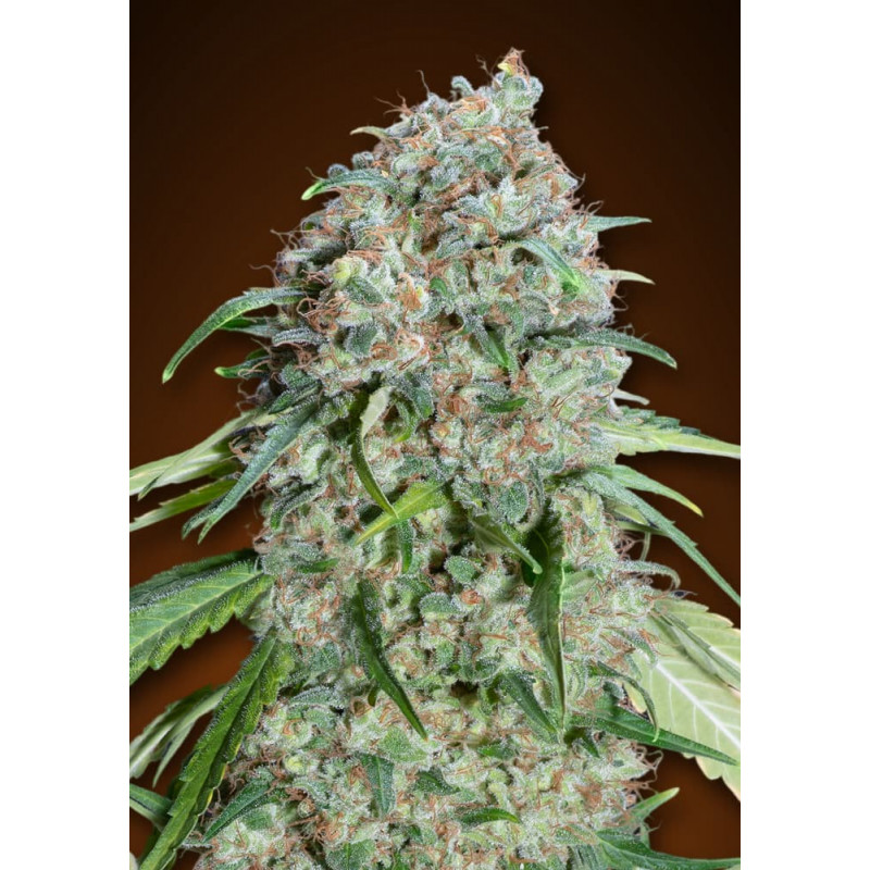 CBD Chocolate Skunk - 00 Seeds - Graines de cannabis de collection