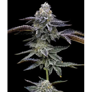 Blue Dream - Barney's Farm