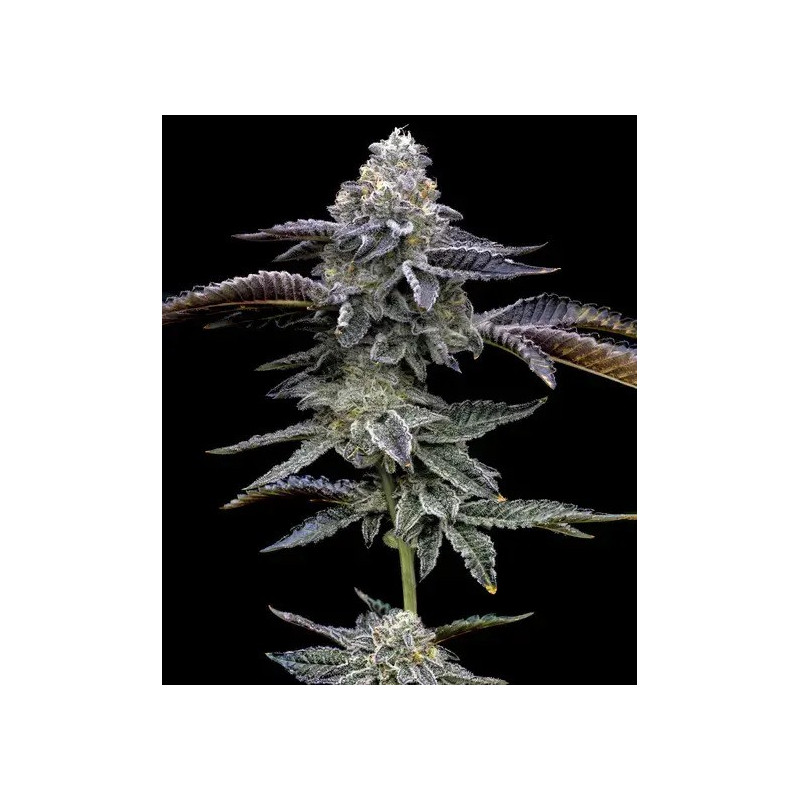 Blue Dream - Barney's Farm