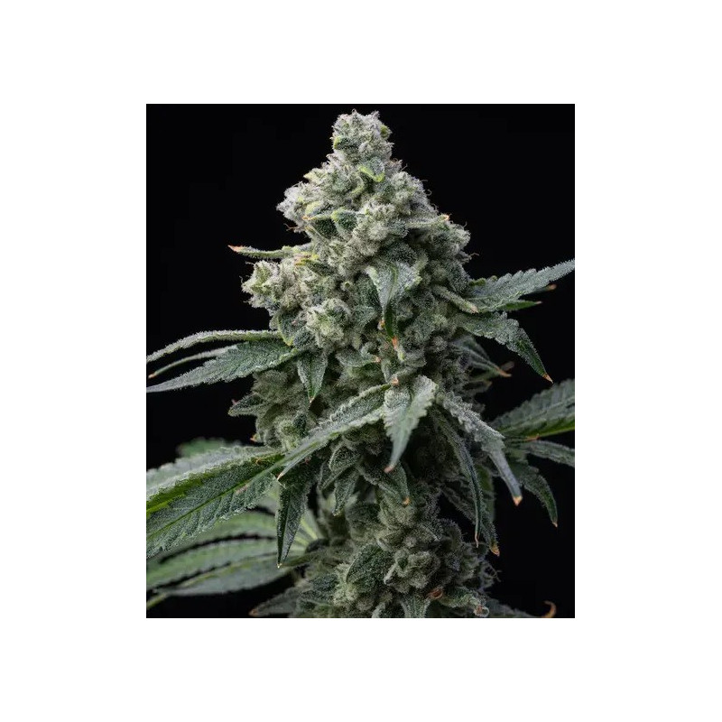 Bruce Banner - Barney's Farm