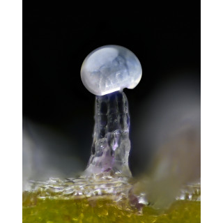 Bruce Banner - Barney's Farm