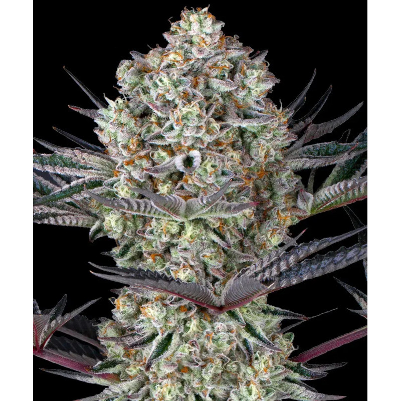 Dos Si Dos - Barney's Farm