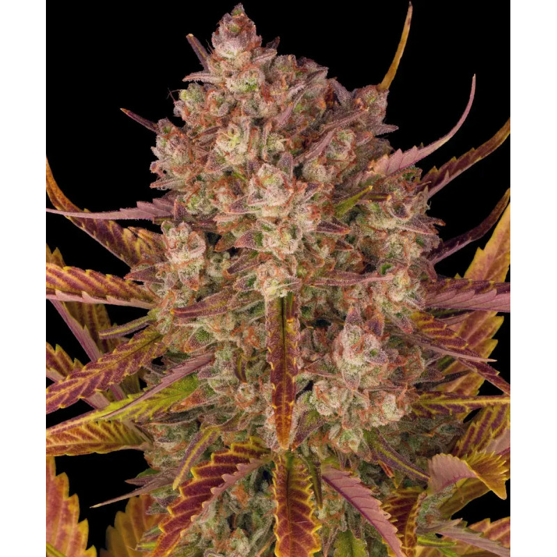 Dos Si Dos Auto - Barney's Farm