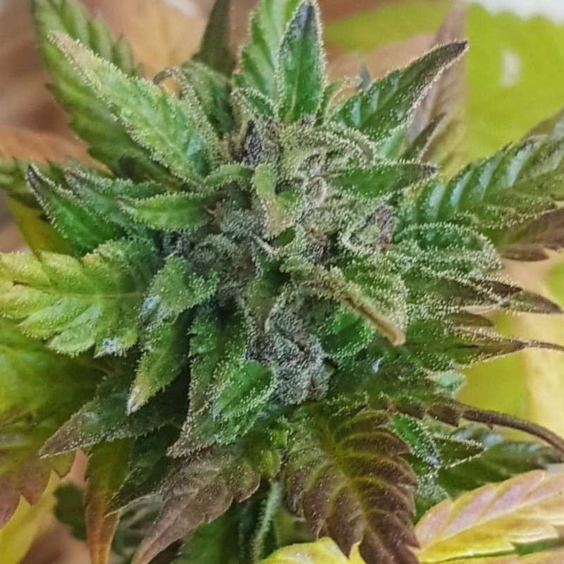 Purple Kush - Féminisée - FCD Seeds - Graines de Collection