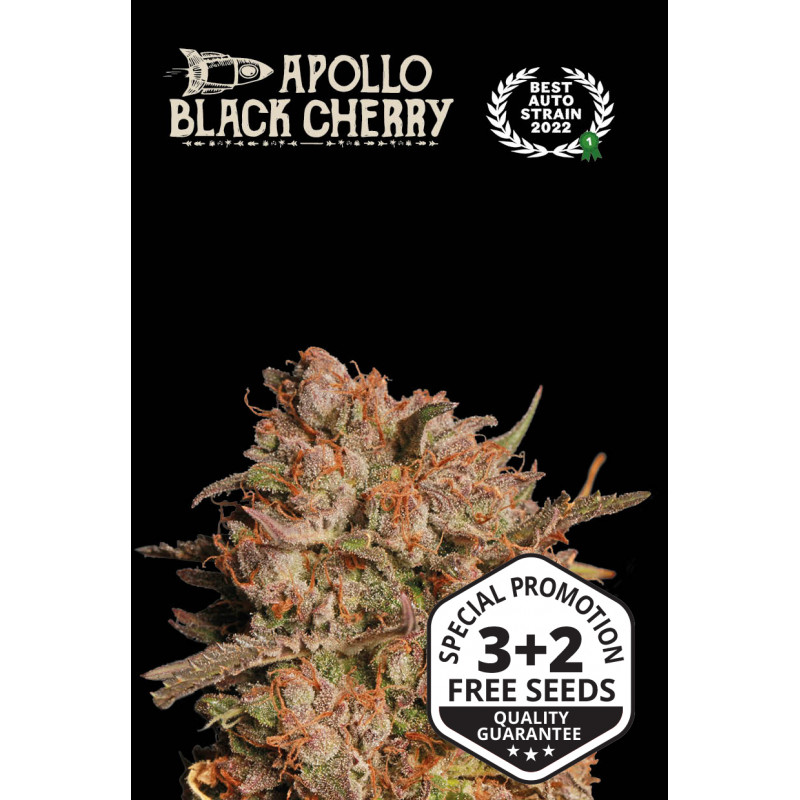 Apollo Black Cherry - Auto - Seed Stockers