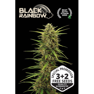 Black Rainbow - Auto - Seed Stockers