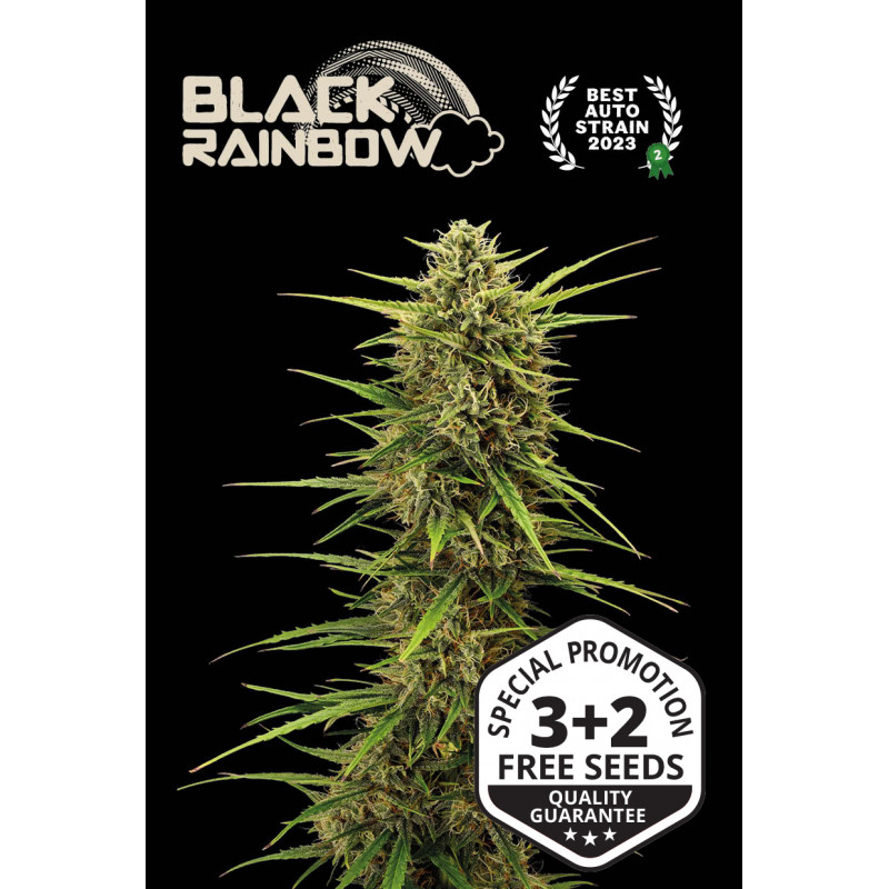 Black Rainbow - Auto - Seed Stockers