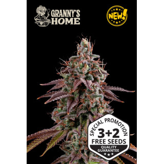 Granny’s Home - Fem - Seed Stockers