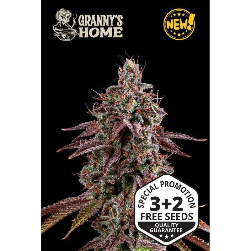 Granny’s Home - Fem - Seed Stockers