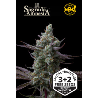 Sagrada Amnesia - Fem - Seed Stockers