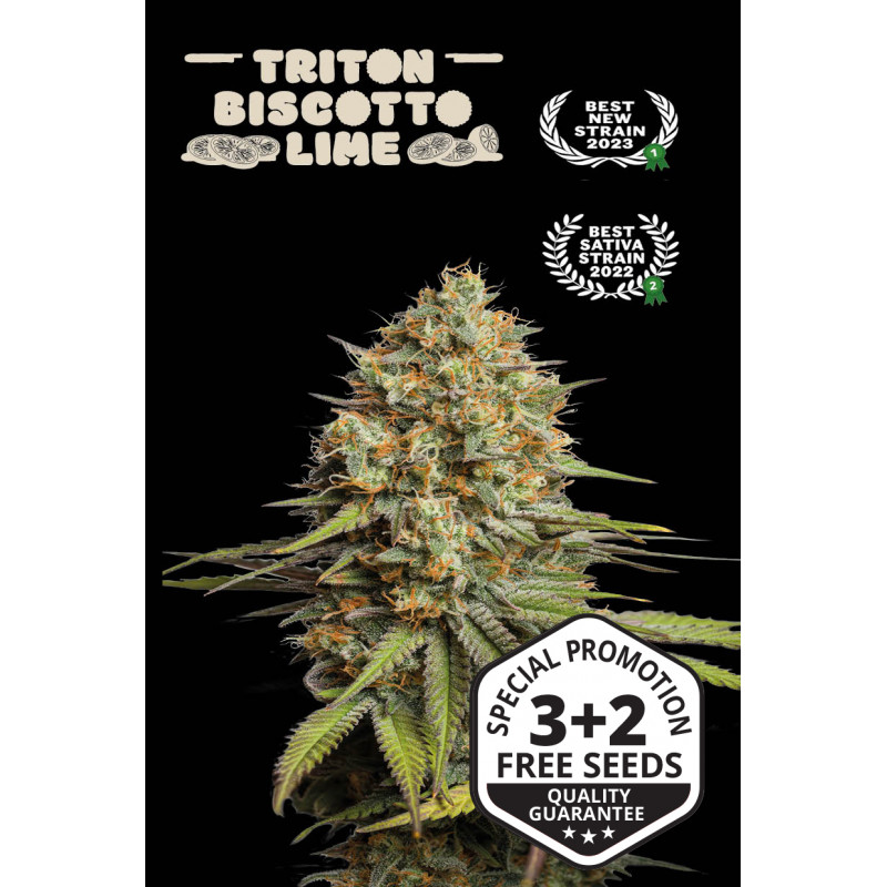 Triton Biscotto Lime - Auto - Seed Stockers
