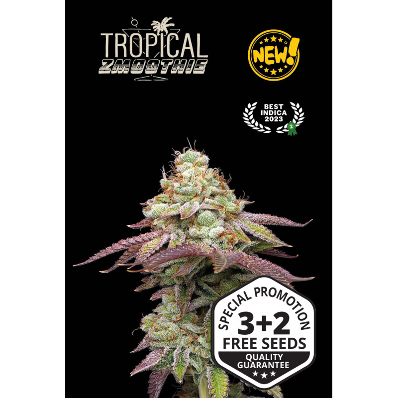 Tropical Zmoothie - Fem - Seed Stockers