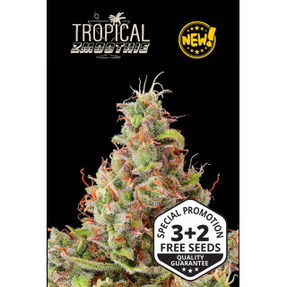 Tropical Zmoothie - Auto - Seed Stockers